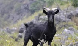 山羊视频在线观看,探索动物世界的奇妙瞬间
